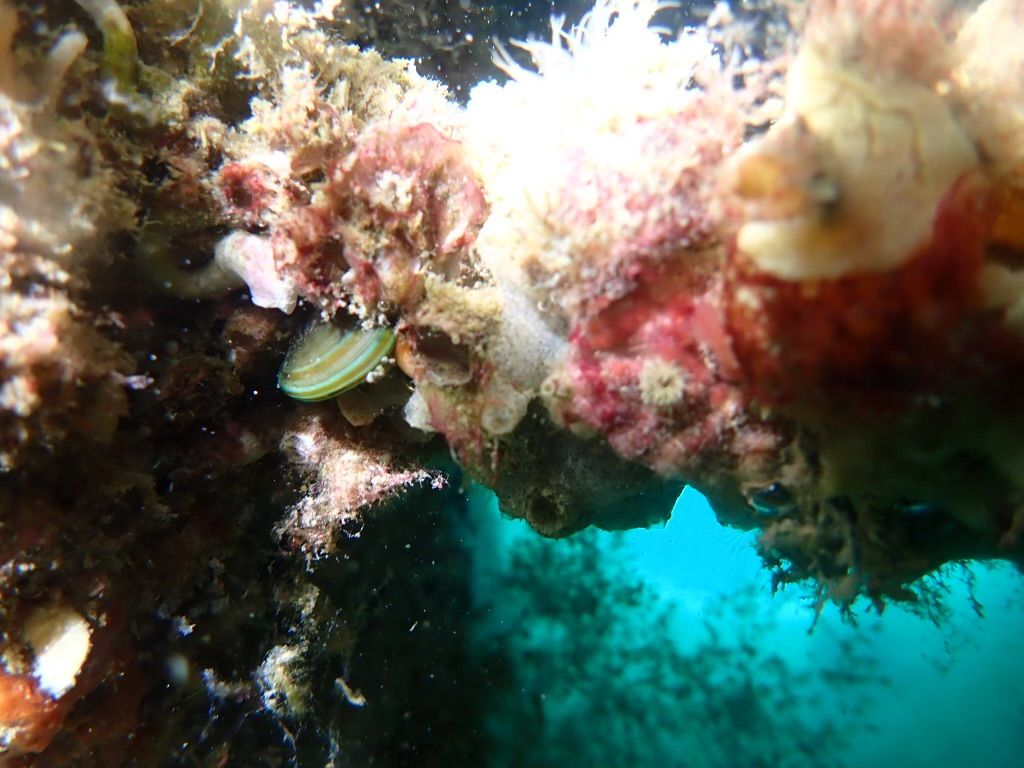 Close view of dense marine biofouling growth on a submerged structure