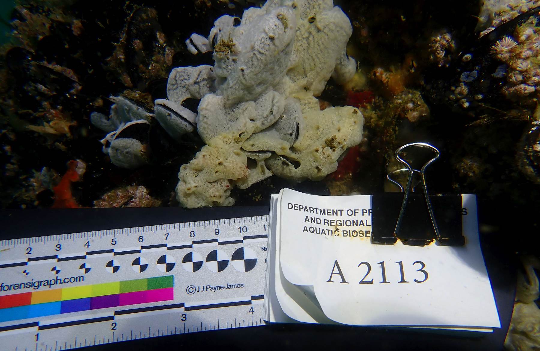 Biofouling specimen documented underwater with a forensic scale ruler and sample label