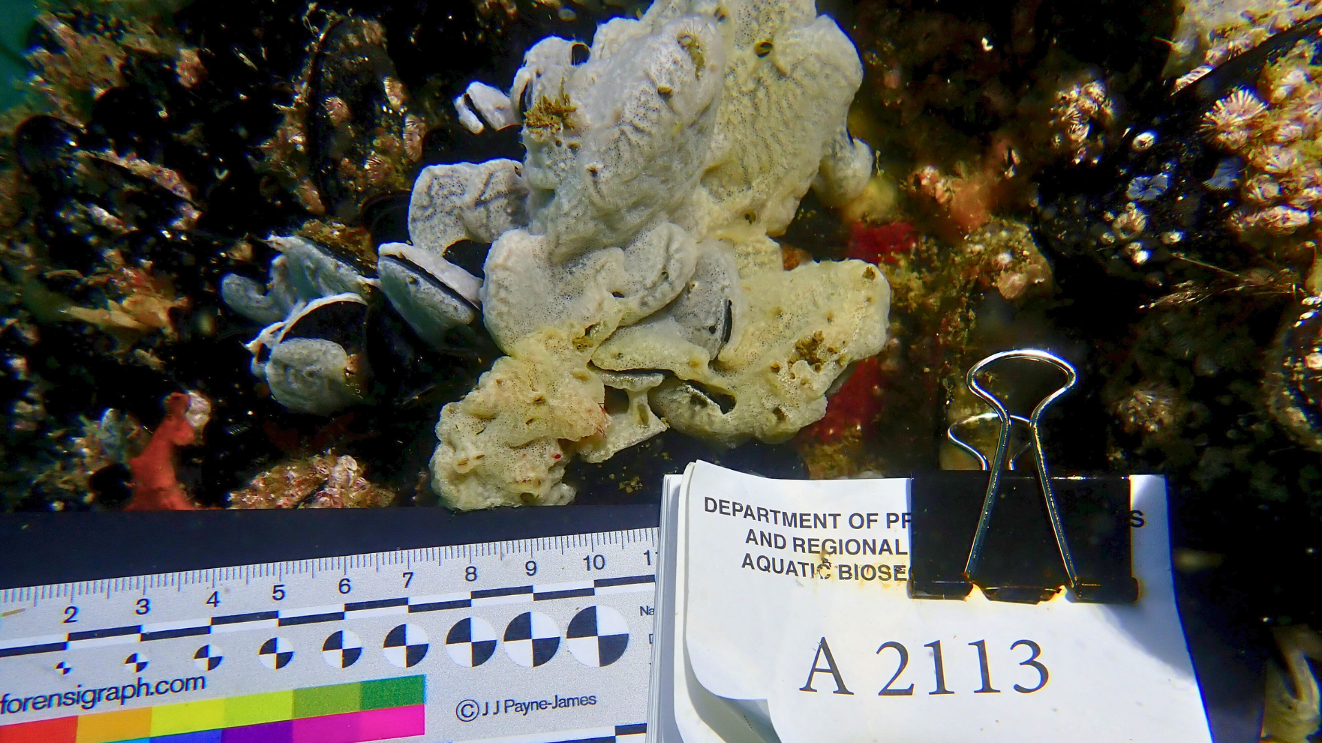 Close-up of biofouling accumulation on a submerged surface, with scale and label for reference
