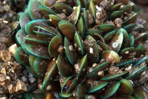 Asian Green Mussel