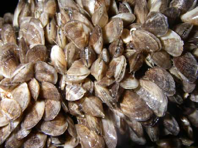 Black-striped False Mussel