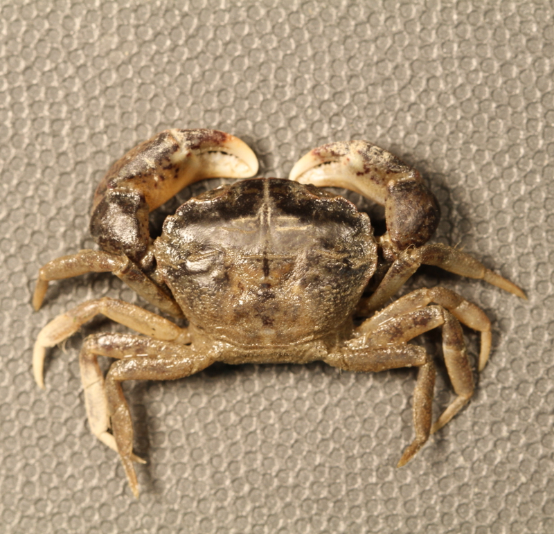 Harris Mud Crab