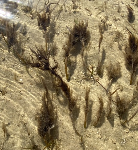 Brown Filamentous Algae