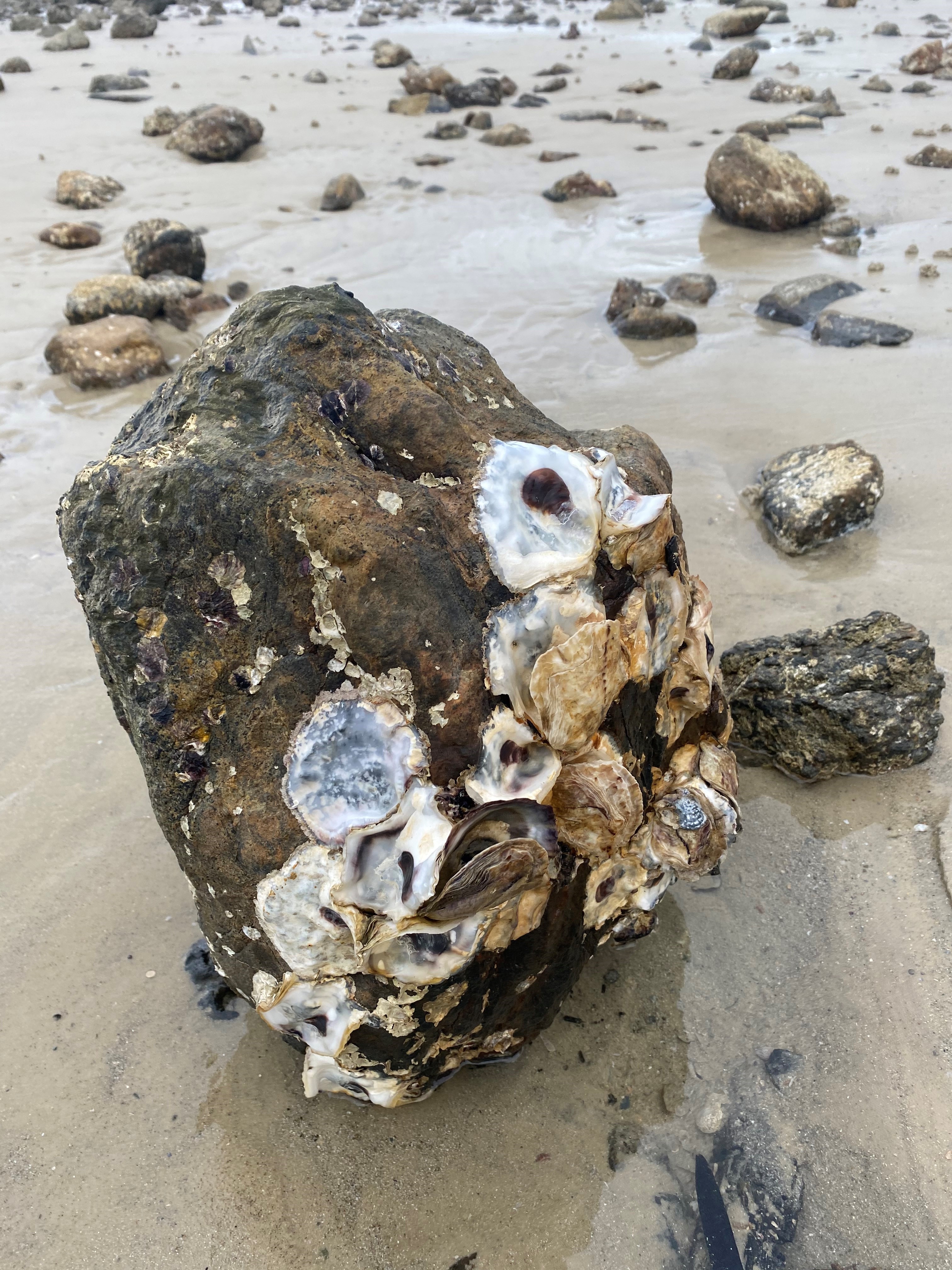 Black Scar Oyster