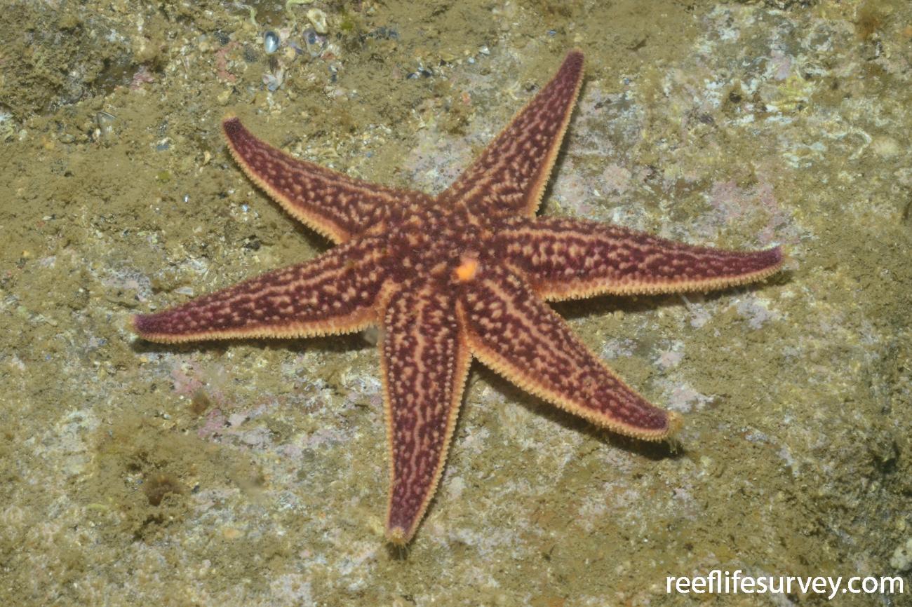 Northern Pacific Seastar