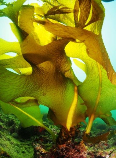 Japanese Kelp Wakame