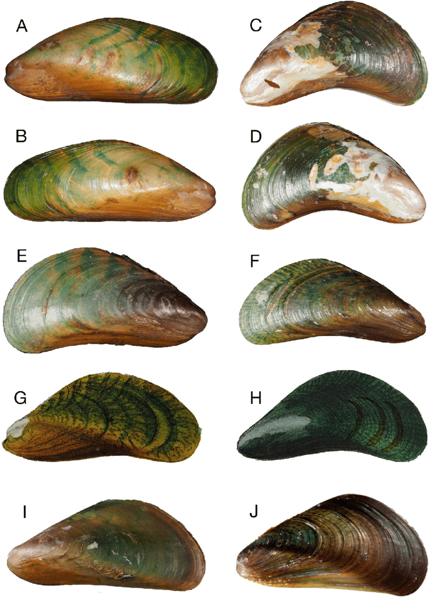 Charru Mussel