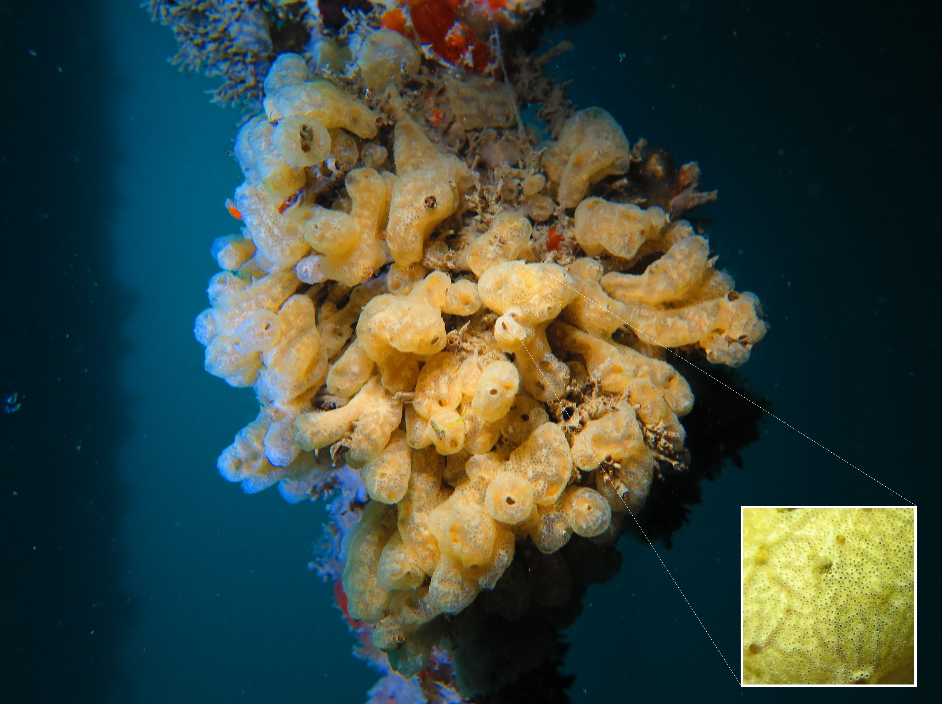 Carpet Sea Squirt